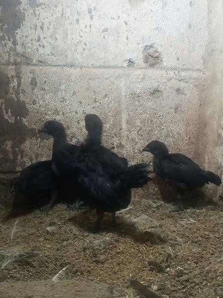 Ayam cemani gray tounge chicks for sale 4
