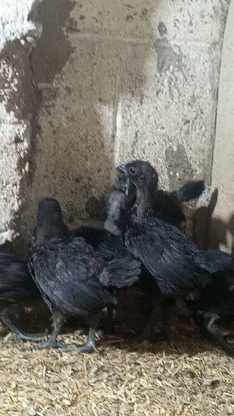 Ayam cemani gray tounge chicks for sale 5