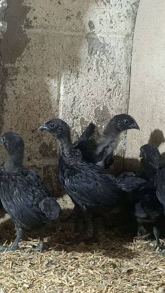 Ayam cemani gray tounge chicks for sale 6