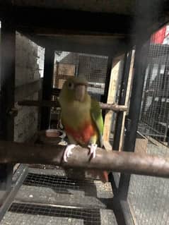 yellow sided red factore conure