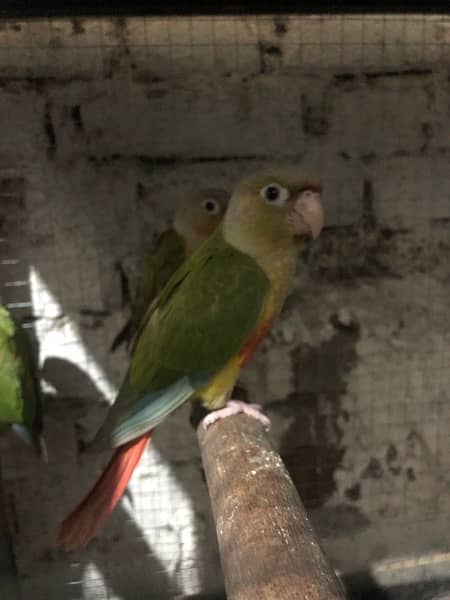 yellow sided red factore conure 1
