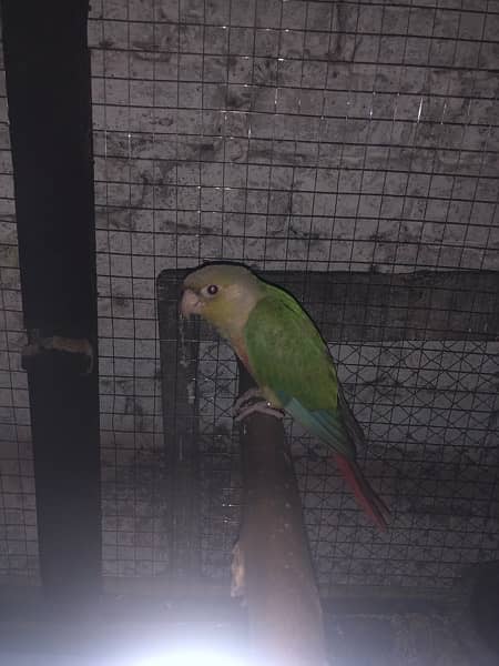 yellow sided red factore conure 4