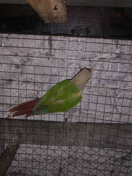 yellow sided red factore conure 5