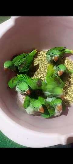 Kashmiri Raw Parrot Chick
