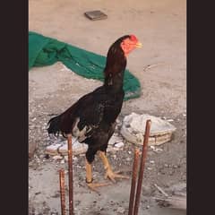 Young Aseel breeder pair for sale