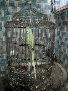 Alixendrine talking parrot Pahari tota 3 years age ready to breed
