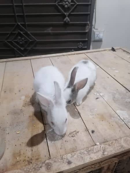 rabbits for sale 3