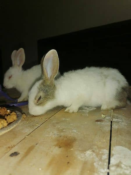 rabbits for sale 5