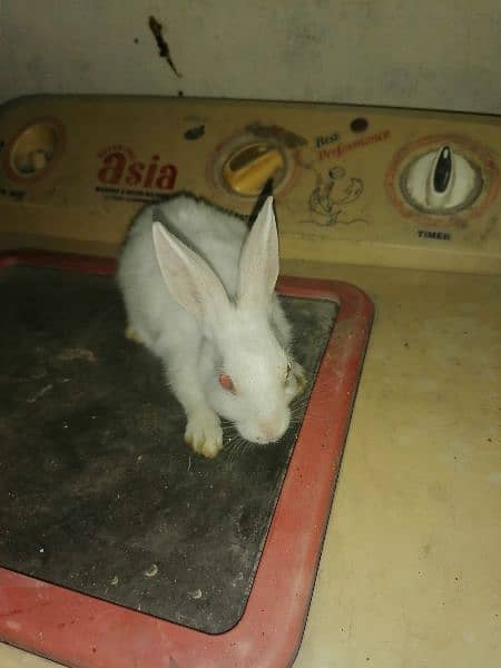 rabbits for sale 8