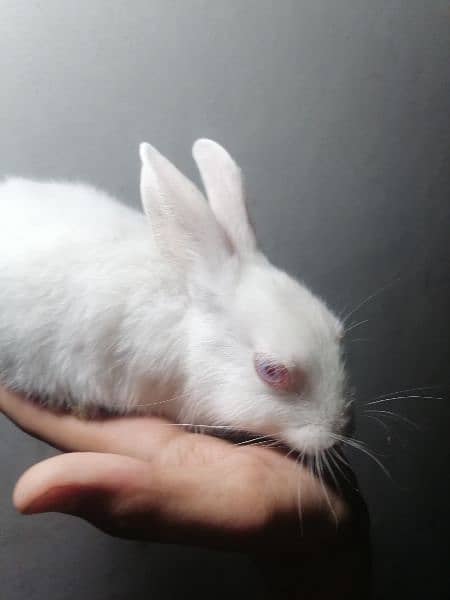 rabbits for sale 9
