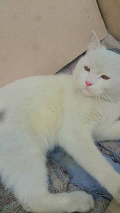 Irany Persian male Cat