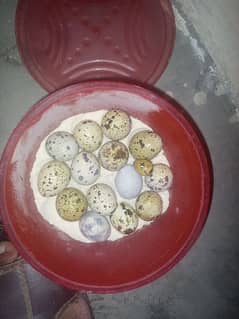 frtail btair eggs or btair pair b