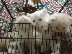 1month cat kids available male female mix