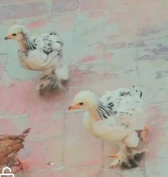 4 Heera Shamo Chicks,1 Heera Patha & 1 Lakha Patha,Brahma Heavy Chicks 11