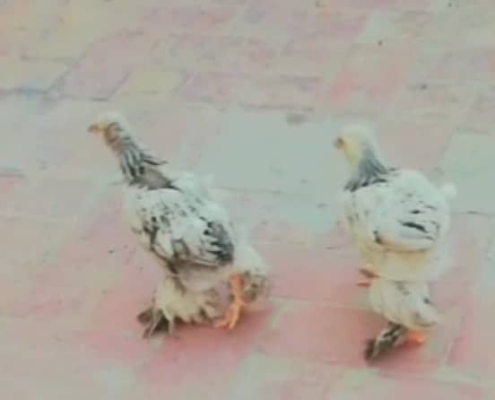 4 Heera Shamo Chicks,1 Heera Patha & 1 Lakha Patha,Brahma Heavy Chicks 12