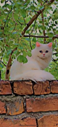 I’m selling persain cat 7 month female blue eyes wtsp nmbr 03349179537