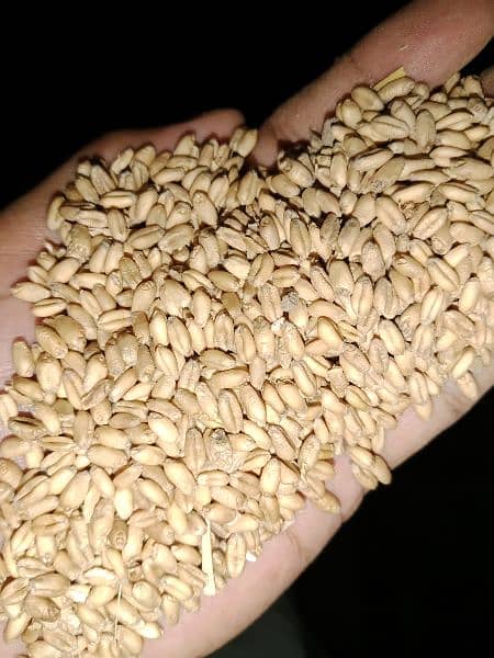 sale wheat 1