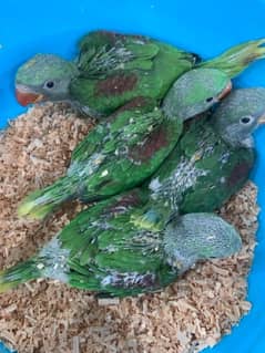 raw parrot baby for sale
