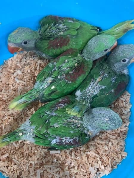 raw parrot baby for sale 0