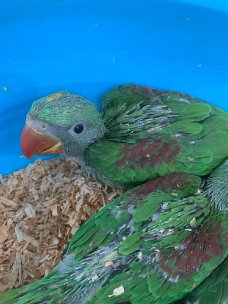 raw parrot baby for sale 1