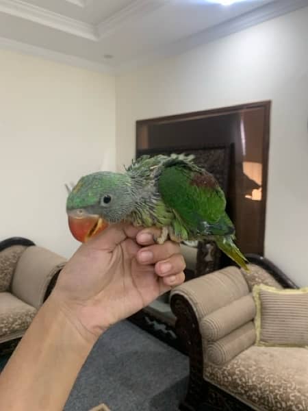 raw parrot baby for sale 2