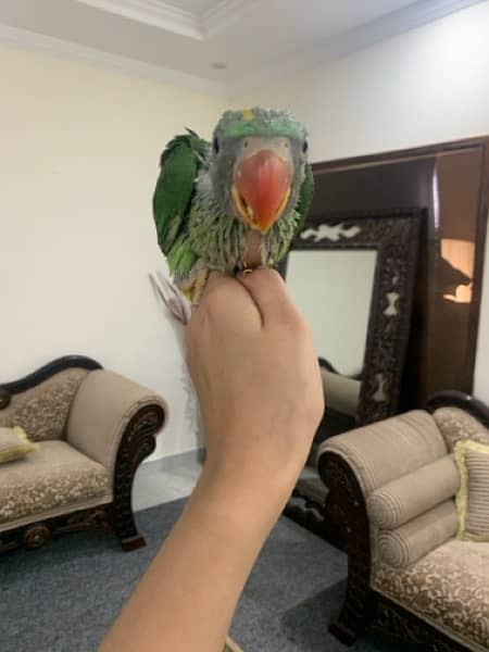 raw parrot baby for sale 3