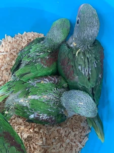 raw parrot baby for sale 4