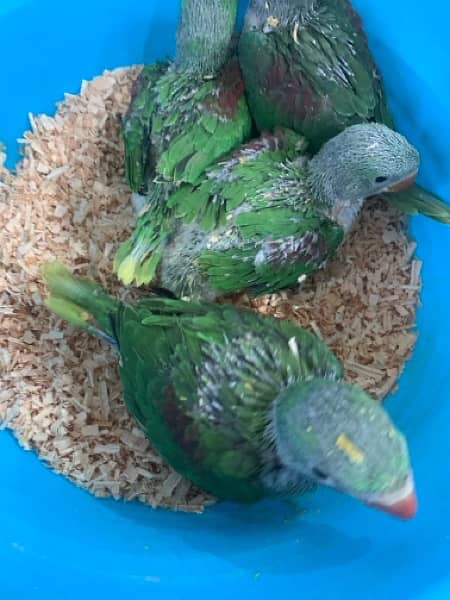 raw parrot baby for sale 5