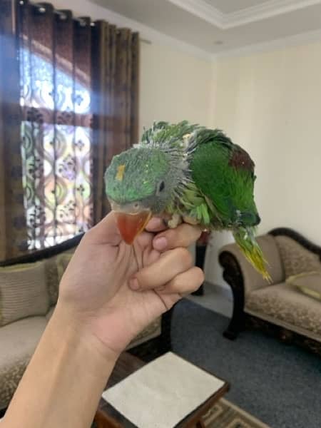 raw parrot baby for sale 6