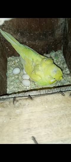 Hogromo breeder pair with self chick with 7 fertile eggs
