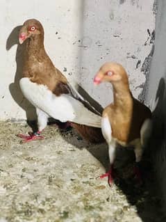 100% beeder pair of red magpie danish for sale nail tail all okay
