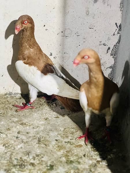 100% beeder pair of red magpie danish for sale nail tail all okay 0