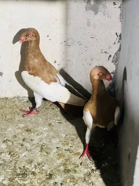 100% beeder pair of red magpie danish for sale nail tail all okay 2