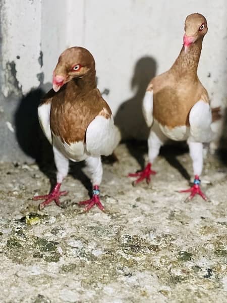 100% beeder pair of red magpie danish for sale nail tail all okay 4