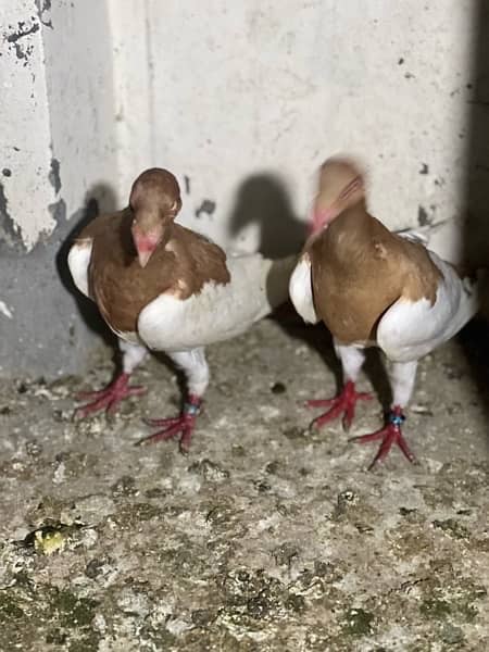 100% beeder pair of red magpie danish for sale nail tail all okay 5