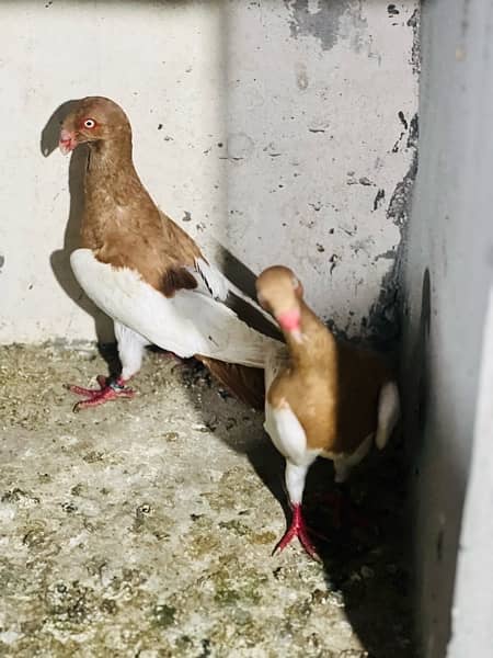 100% beeder pair of red magpie danish for sale nail tail all okay 6