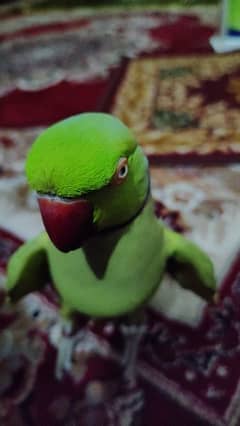 Ringneck parrot ful handtam talking face to face or style bi marta hy