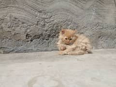 Persien kitten