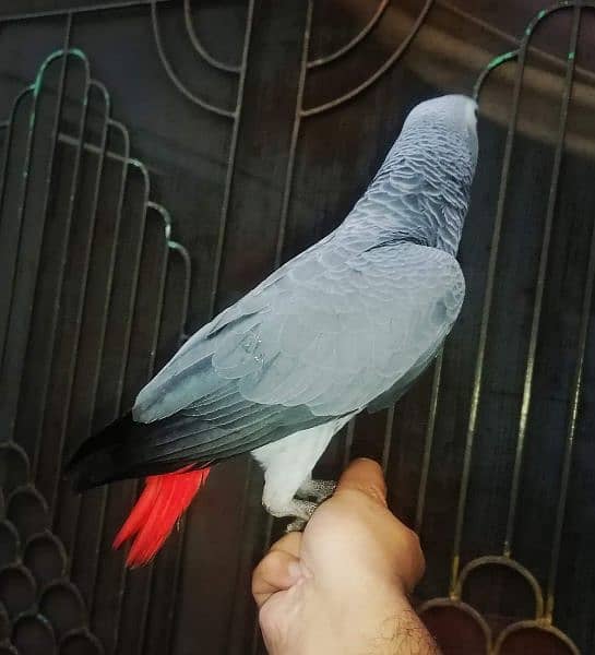 African Grey Parrot Grey Parrot Chick Cango  Grey Parrot for sale 1