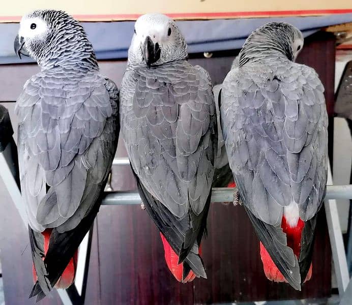 African Grey Parrot Grey Parrot Chick Cango  Grey Parrot for sale 2