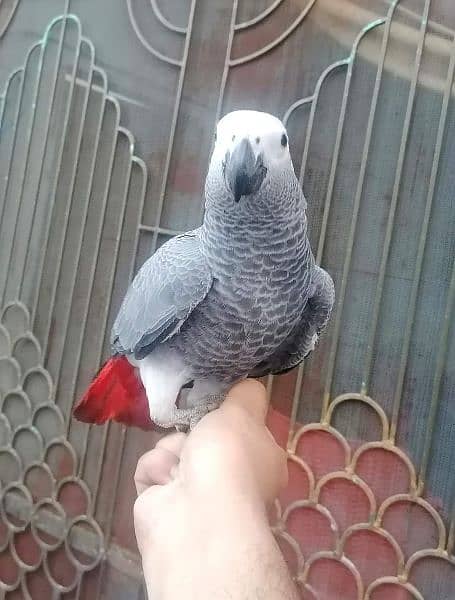 African Grey Parrot Grey Parrot Chick Cango  Grey Parrot for sale 3