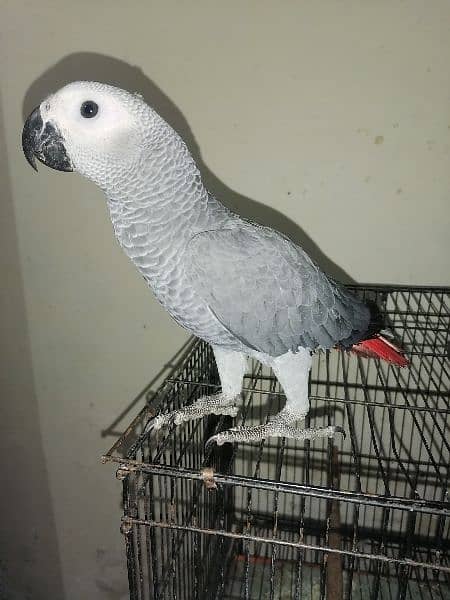 African Grey Parrot Grey Parrot Chick Cango  Grey Parrot for sale 4