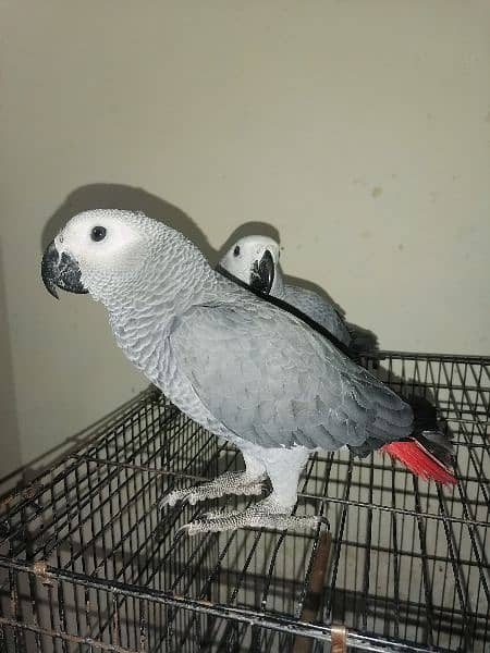 African Grey Parrot Grey Parrot Chick Cango  Grey Parrot for sale 5