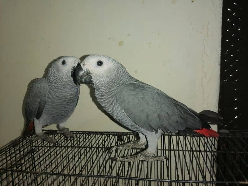 African Grey Parrot Grey Parrot Chick Cango  Grey Parrot for sale 6