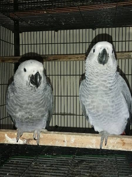 African Grey Parrot Grey Parrot Chick Cango  Grey Parrot for sale 8