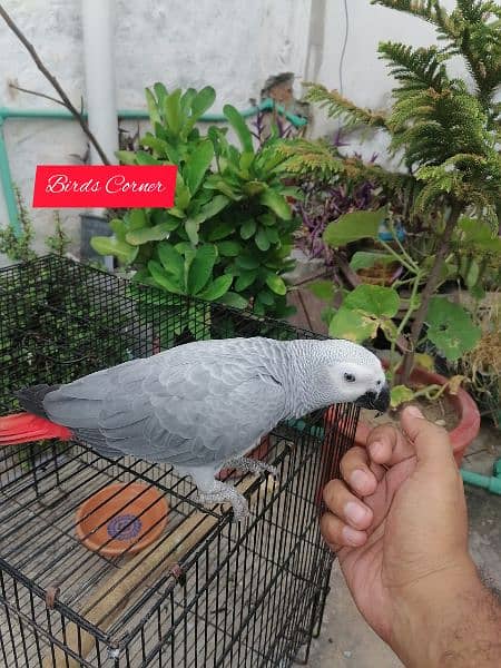 African Grey Parrot Grey Parrot Chick Cango  Grey Parrot for sale 10