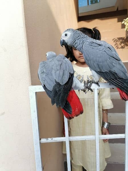 African Grey Parrot Grey Parrot Chick Cango  Grey Parrot for sale 11