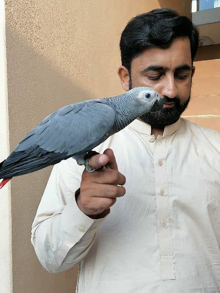 African Grey Parrot Grey Parrot Chick Cango  Grey Parrot for sale 12