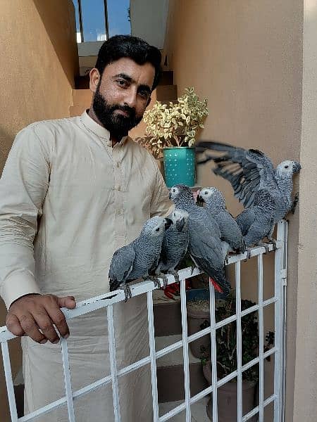 African Grey Parrot Grey Parrot Chick Cango  Grey Parrot for sale 13