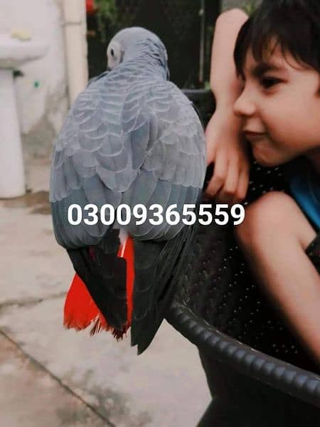 African Grey Parrot Grey Parrot Chick Cango  Grey Parrot for sale 16